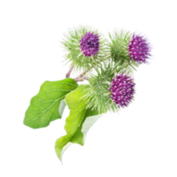 Arctium lappa